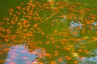 roguelike动作游戏《魔女的庭院》Steam页面上线 发售日待定